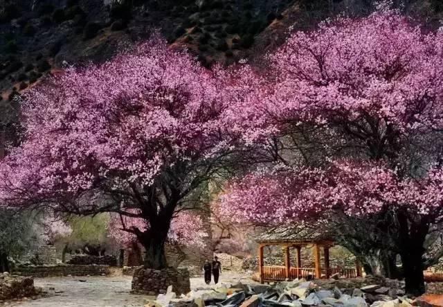 西藏林芝行一路风景如画,林芝最美小镇