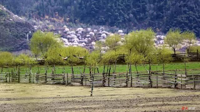 西藏林芝行一路风景如画,林芝最美小镇