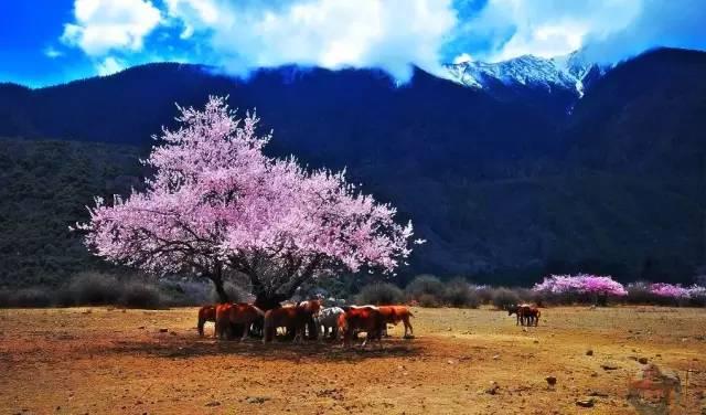 西藏林芝行一路风景如画,林芝最美小镇