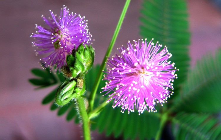 室内养殖蕨类植物有危害吗,什么植物放在室内可以净化空气