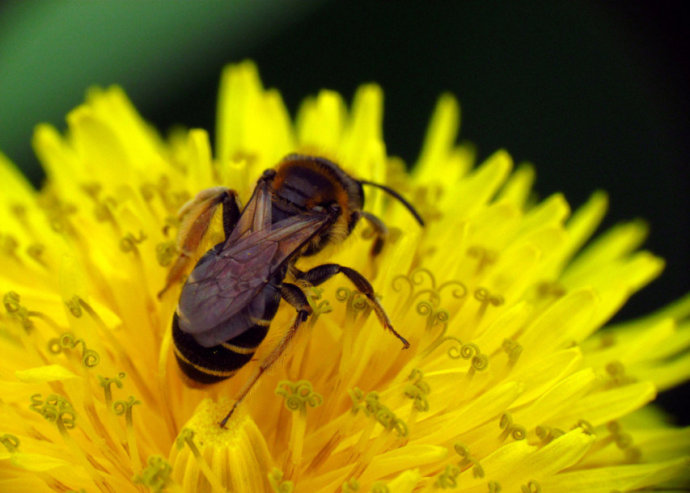 巴西蜂胶多少一瓶,巴西蜂胶为什么好