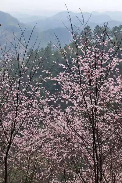 畅游通山，*光春**烂漫映北山一季樱花梦里来