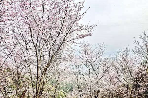 畅游通山，*光春**烂漫映北山一季樱花梦里来