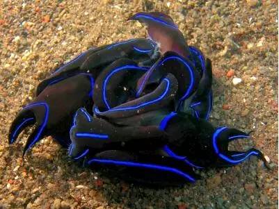 海兔教程,原神海兔全图鉴