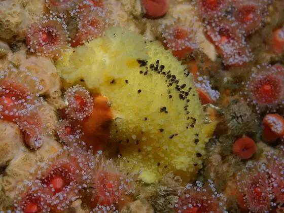 海兔教程,原神海兔全图鉴