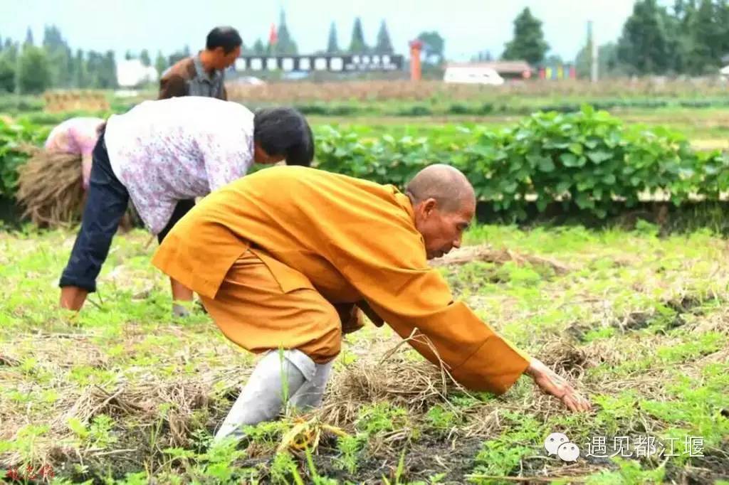 走去新丰骑车赏红枫泡温泉品美食,走温江田园去观赏美好生活