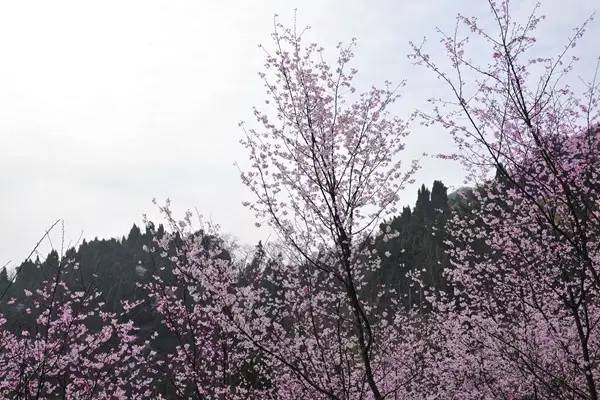 畅游通山，*光春**烂漫映北山一季樱花梦里来