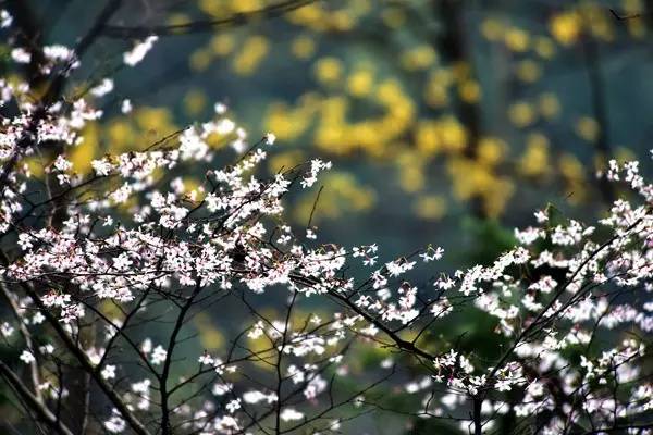 畅游通山，*光春**烂漫映北山一季樱花梦里来