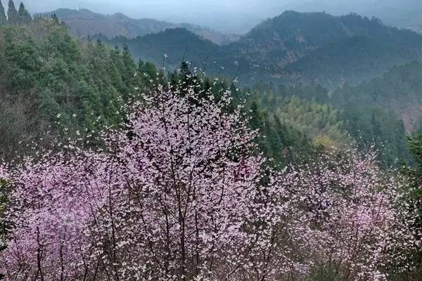 畅游通山，*光春**烂漫映北山一季樱花梦里来