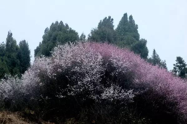畅游通山，*光春**烂漫映北山一季樱花梦里来
