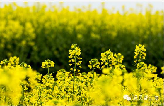 走去新丰骑车赏红枫泡温泉品美食,走温江田园去观赏美好生活