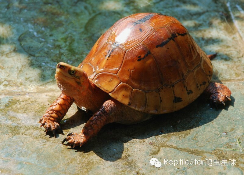 流水账解说dota,流水账跟台账优缺点