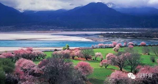 醉美西藏林芝视频,醉美林芝完整版