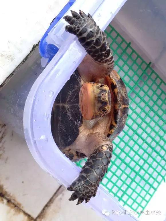 流水账解说dota,流水账跟台账优缺点