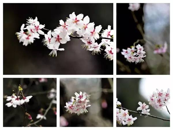 畅游通山，*光春**烂漫映北山一季樱花梦里来