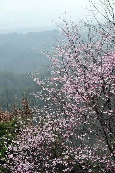 畅游通山，*光春**烂漫映北山一季樱花梦里来