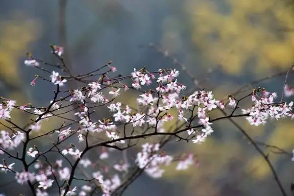畅游通山，*光春**烂漫映北山一季樱花梦里来