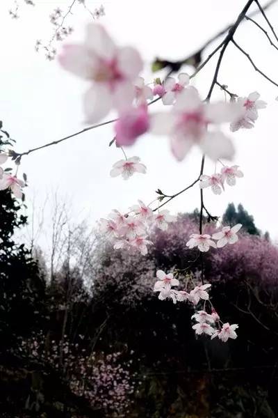 畅游通山，*光春**烂漫映北山一季樱花梦里来