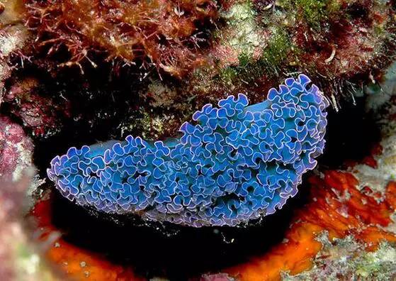 海兔教程,原神海兔全图鉴