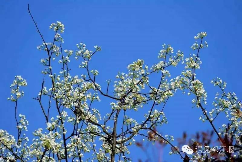 走去新丰骑车赏红枫泡温泉品美食,走温江田园去观赏美好生活