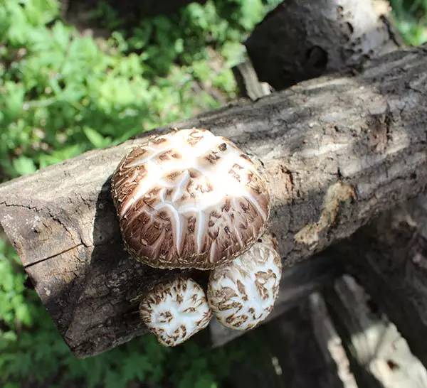 循香识味赏景尝鲜｜看，鄂西北的山珍催促着我们追寻食物的脚步