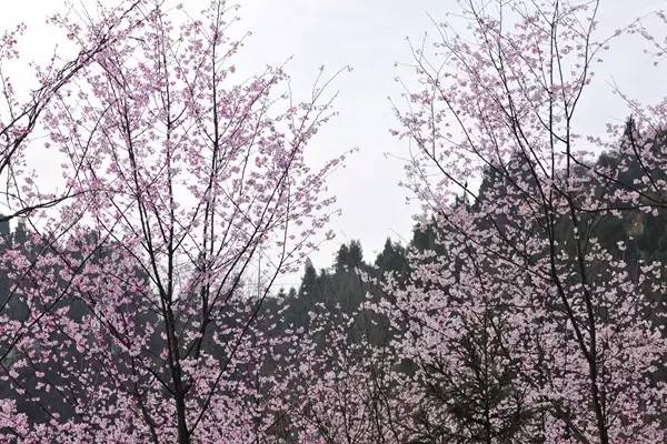 畅游通山，*光春**烂漫映北山一季樱花梦里来