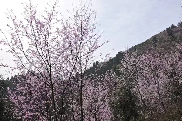 畅游通山，*光春**烂漫映北山一季樱花梦里来