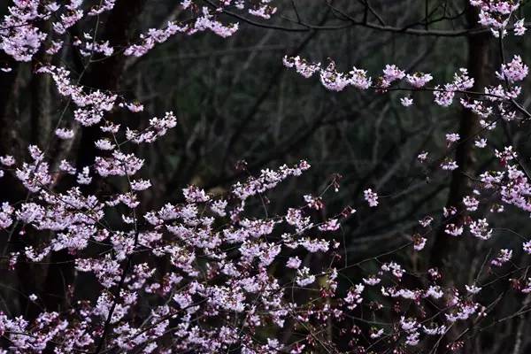 畅游通山，*光春**烂漫映北山一季樱花梦里来