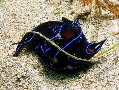 海兔教程,原神海兔全图鉴