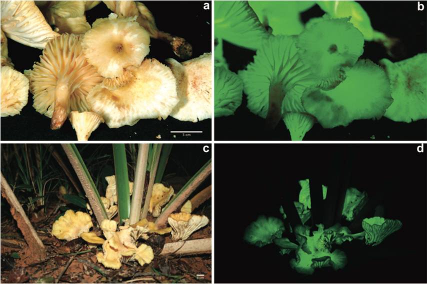 荧光蘑菇为什么发光,荧光蘑菇有什么用