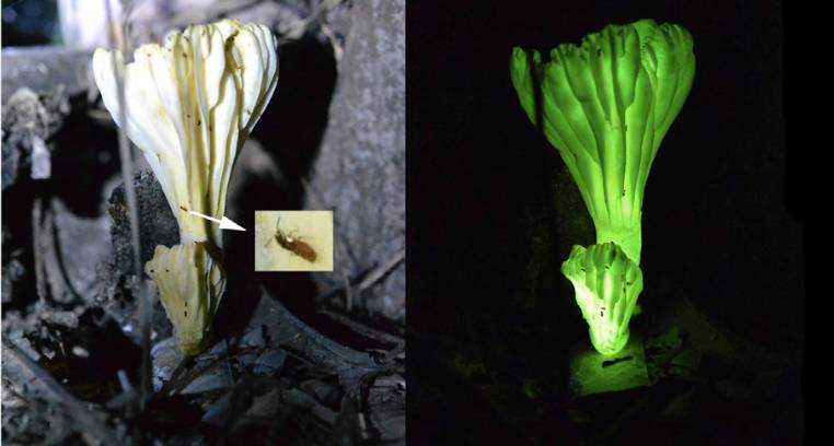 荧光蘑菇为什么发光,荧光蘑菇有什么用