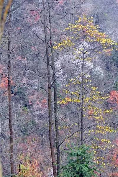 畅游通山，*光春**烂漫映北山一季樱花梦里来