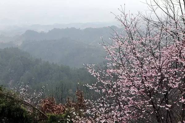 畅游通山，*光春**烂漫映北山一季樱花梦里来