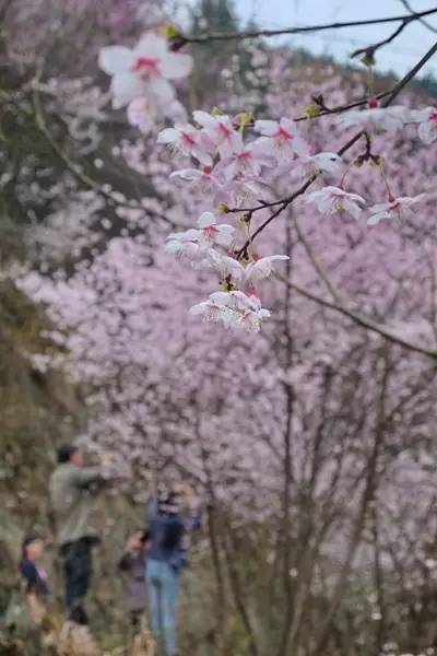 畅游通山，*光春**烂漫映北山一季樱花梦里来