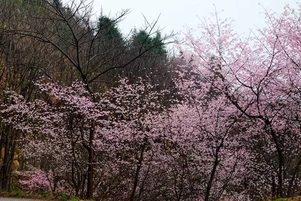 畅游通山，*光春**烂漫映北山一季樱花梦里来