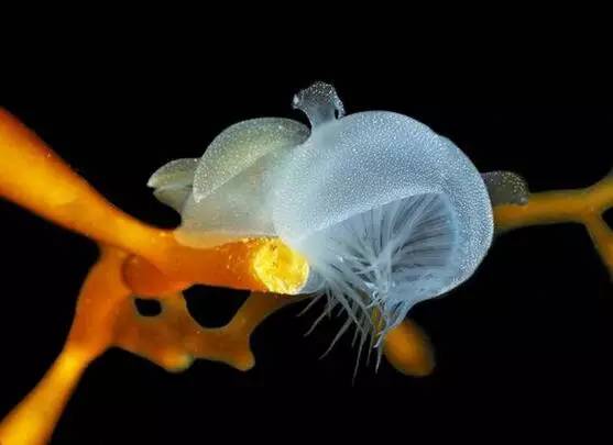 海兔教程,原神海兔全图鉴