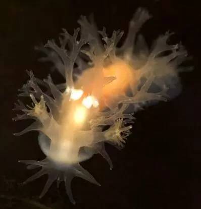 海兔教程,原神海兔全图鉴