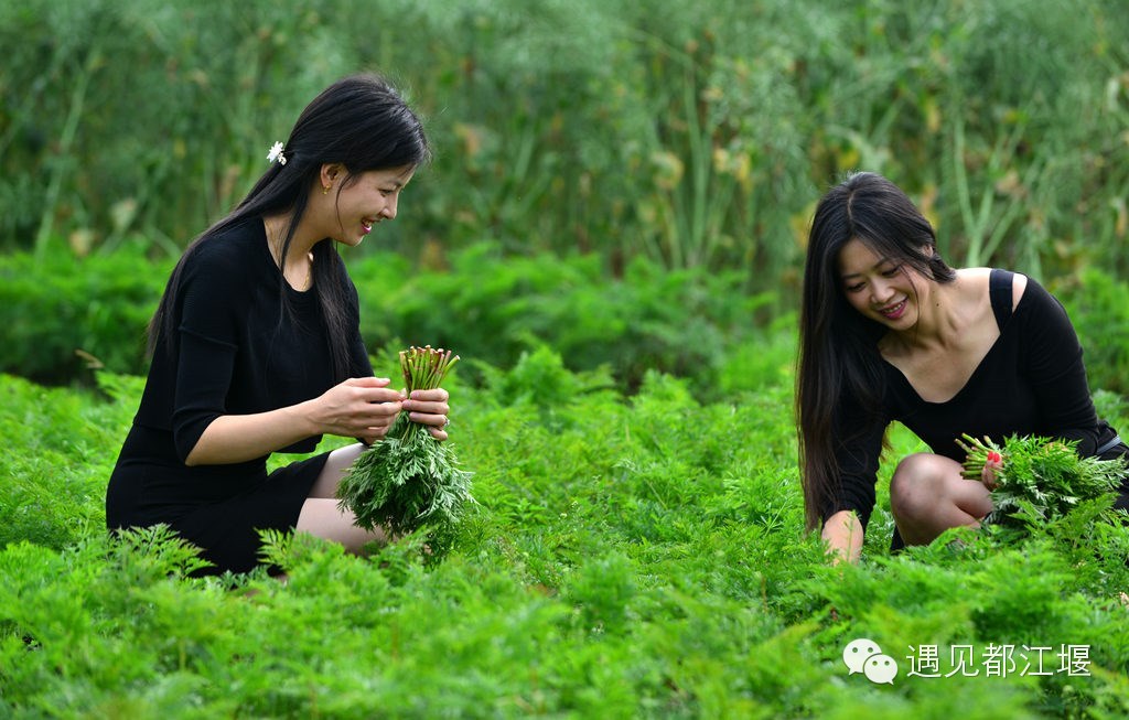 走去新丰骑车赏红枫泡温泉品美食,走温江田园去观赏美好生活