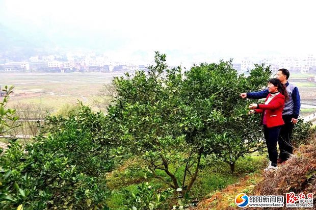 头雁领航农村振兴,头雁领航助推乡村振兴