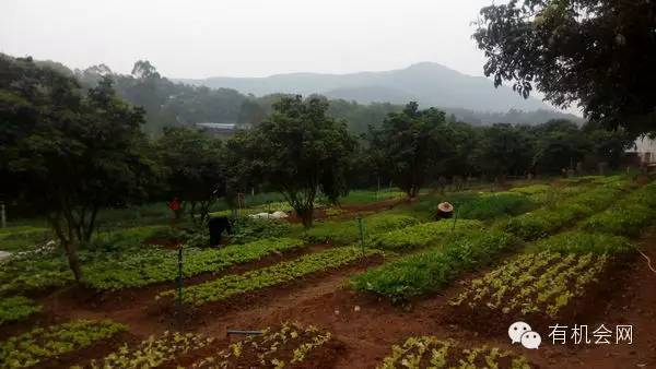 疗愈人的慧灵农场:一群很简单的人,在这里快乐、自在地生活