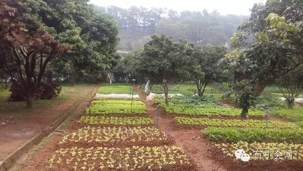 疗愈人的慧灵农场:一群很简单的人,在这里快乐、自在地生活