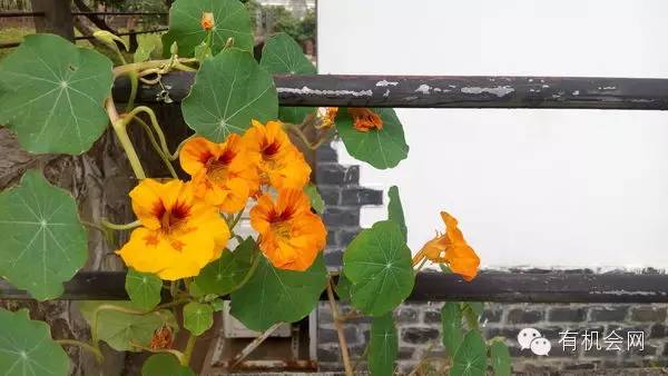 疗愈人的慧灵农场:一群很简单的人,在这里快乐、自在地生活