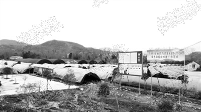 铁皮石斛铺就村民致富路,铁皮石斛助力农民增收致富