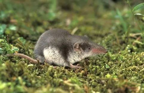 疯狂动物园20种隐藏动物图片,疯狂动物城里女明星原型