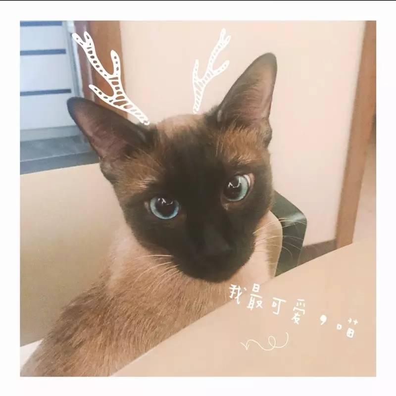 奶猫受惊怎么办,奶猫猫瘟如何处理