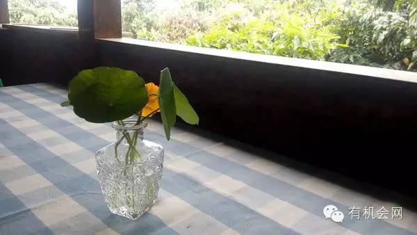 疗愈人的慧灵农场:一群很简单的人,在这里快乐、自在地生活