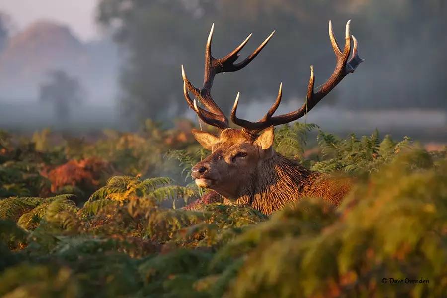 疯狂动物园20种隐藏动物图片,疯狂动物城里女明星原型