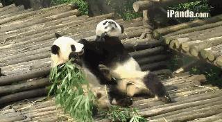 疯狂动物园20种隐藏动物图片,疯狂动物城里女明星原型