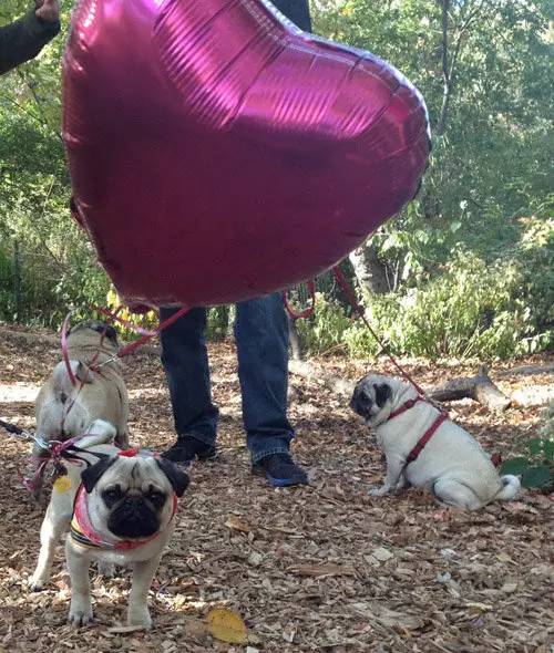 请求大家帮忙支招,求婚的100种方式合集