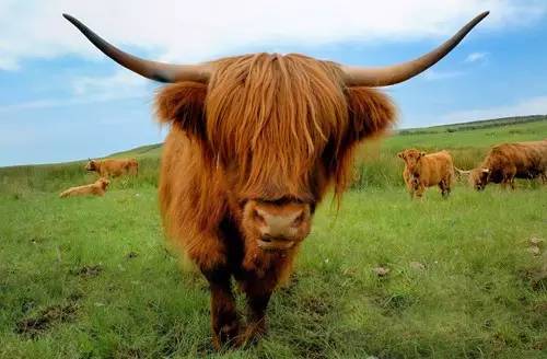 疯狂动物园20种隐藏动物图片,疯狂动物城里女明星原型